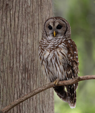 A barred owl in southern Florida 