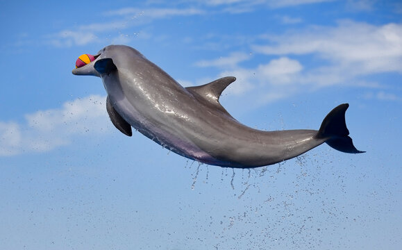 Dolphin Playing with a Ball
