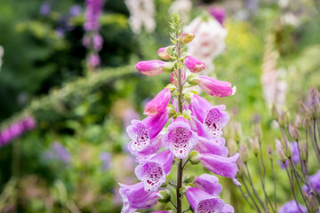 Purple lupine flowers. Lupine flowers in the botanical garden. Colorful flowers and leaves. Floristry, garden care. Selective focus.