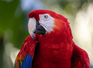 A scarlet macaw in Costa Rica