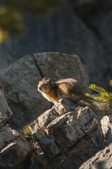Chipmunk resting on the top of the rock in the forest