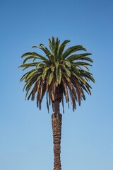 Palm Tree with blue sky in the background
