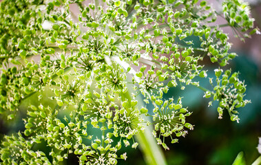 Summer background with close up of flowers