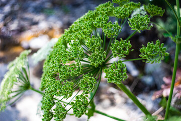 Summer background with close up of flowers