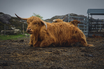 Highland Cattle_Matningsdal #1