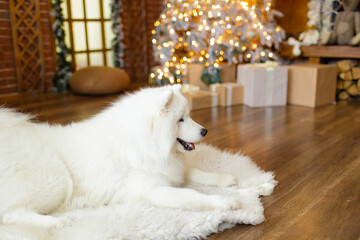 white dog samoyed laying on the floor