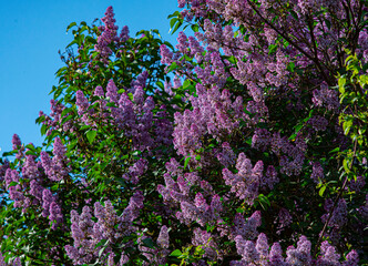lilac and a blue sky