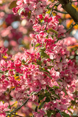 bright blooming pink apple tree