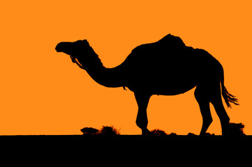 Fototapeta na wymiar camels in western sahara