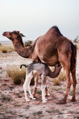 camels in western sahara