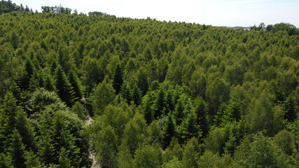 landscape with trees