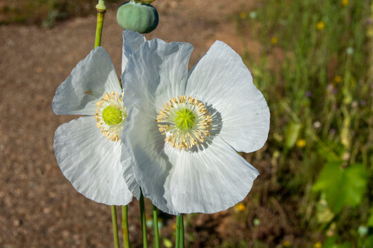 Amapolas blancas o adormideras en primavera. Flores silvestres