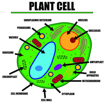 Plant Cell Color Diagram of organelles inside the cell wall for science and biology concepts. 