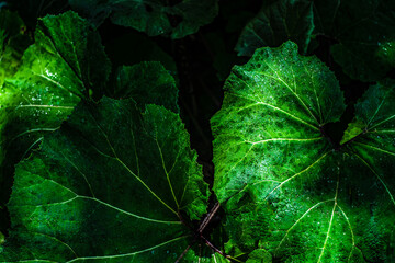 burdock leaves as a summer background