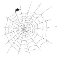 spider and web