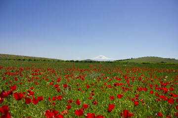field of wild tulips