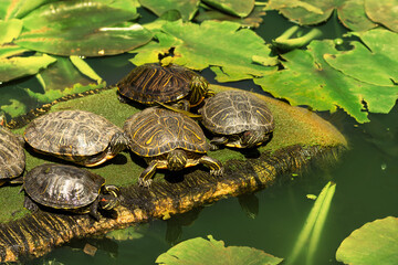 Small turtles in the middle of a lake covered with water lilies