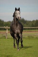 Warmblut auf Koppel