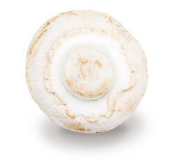 Whole mushroom (champignon, cut foot, Agaricus Bisporus) and raw. Isolated on white background