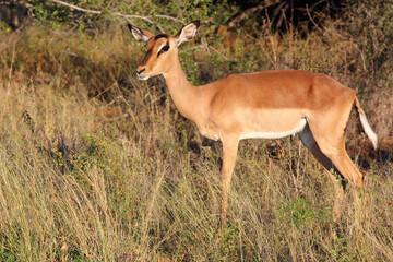 Schwarzfersenantilope / Impala / Aepyceros melampus
