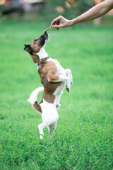 Smooth fox terrier sitting in a grass