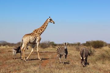 Giraffe und Steppenzebra / Giraffe and Burchell's zebra / Giraffa Camelopardalis et Equus burchellii