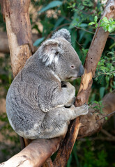 Koala bear sitting in the crook of a tree