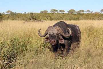 Obraz premium Kaffernbüffel / African buffalo / Syncerus caffer