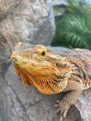 close up of iguana