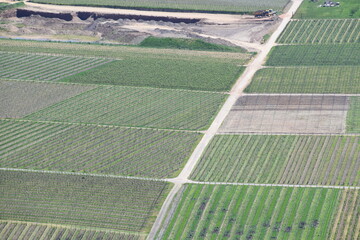 Moselweinberge oberhalb von Piesport