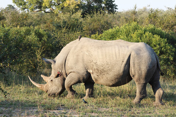 Obraz premium Breitmaulnashorn und Rotschnabel-Madenhacker / Square-lipped rhinoceros and Red-billed oxpecker / Ceratotherium Simum et Buphagus erythrorhynchus.
