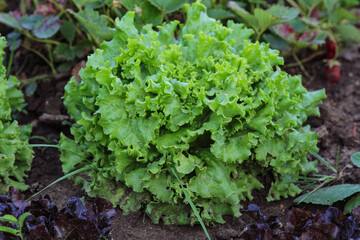 Head of curly salad in the vegetable garden.