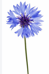 Blue flower of cornflower, lat. Centaurea, isolated on white background
