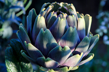 Close up of artichoke in full bloom, shades of green to violet, vegetation background out of focus.