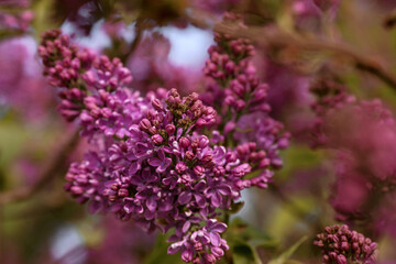 Purple Lilac blossom with bokeh. Outdoor nature floral background with lilac flowering in garden