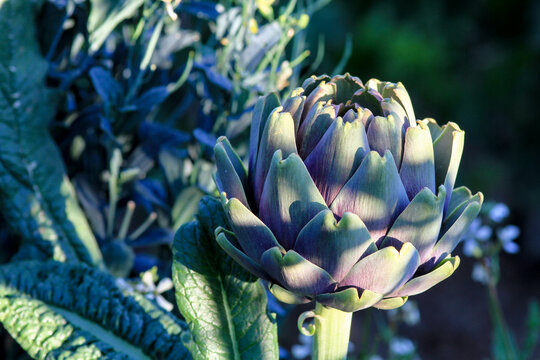 Close up of artichoke in full bloom, shades of green to violet, vegetation background out of focus.