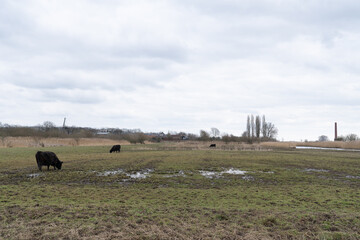 Galloway cattle cows Bos primigenius taurus walking in the fields near the River Lek in Elst The...