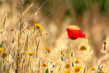 Field of ears, flowers and poppies bathed in light, selective focus.