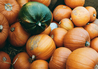pile of pumpkins