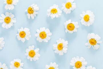 Flat lay spring and summer chamomile flowers on a blue background