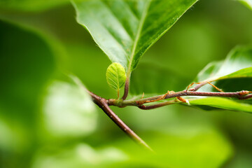 Kleines Buchenblatt
