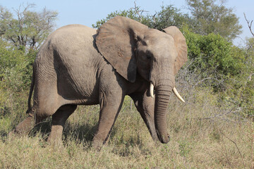 Fototapeta premium Afrikanischer Elefant / African elephant / Loxodonta africana