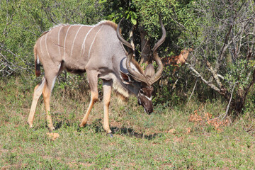 Großer Kudu / Greater kudu / Tragelaphus strepsiceros.