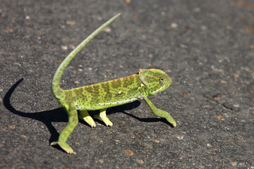 Lappenchamäleon / Flap-necked chameleon / Chamaeleo dilepis.