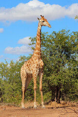 Giraffe / Giraffe / Giraffa camelopardalis