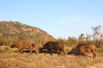 Fototapeta na wymiar Kaffernbüffel / African buffalo / Syncerus caffer