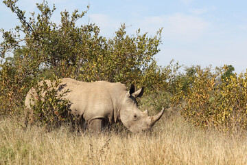Obraz premium Breitmaulnashorn / Square-lipped rhinoceros / Ceratotherium Simum