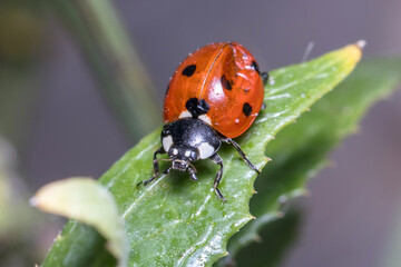 Dented Seven-spot ladybird, Coccinella semptempunctata, walking on a plant under the sun. High quality photo