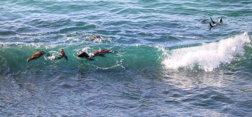 Fototapeta premium Seals and sea lions riding the waves off San Miguel Island, Channel Islands National Park. 