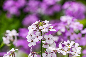 White and Pink flowers in spring
